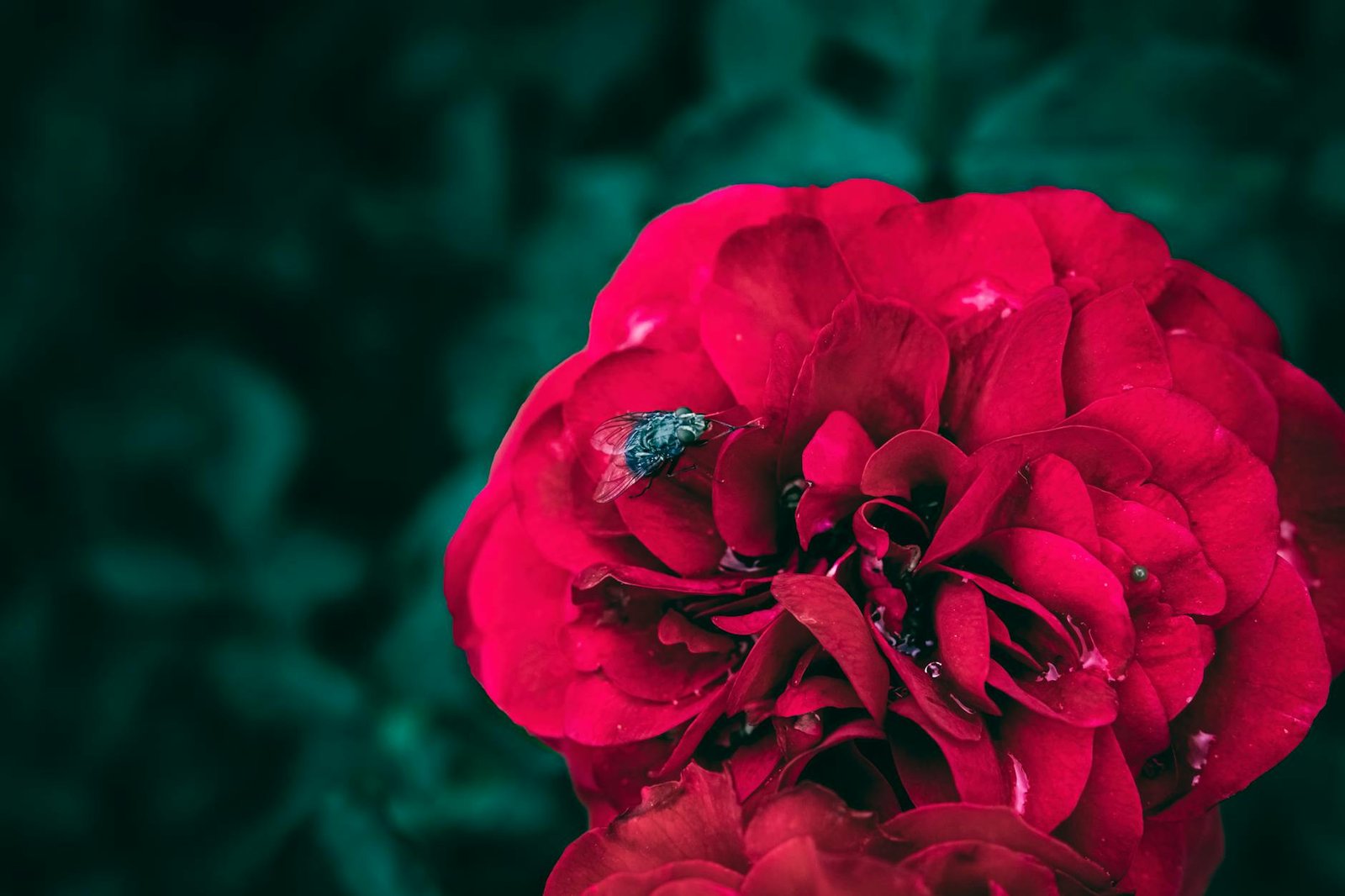 Close-up of a common fly resting on a vibrant red rose with water droplets, capturing nature's detail and color contrast.
