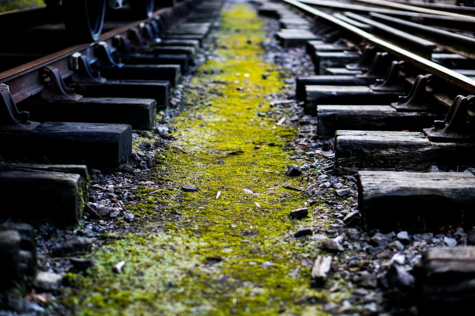 Detailed view of a moss-covered railroad track creates a dramatic perspective.